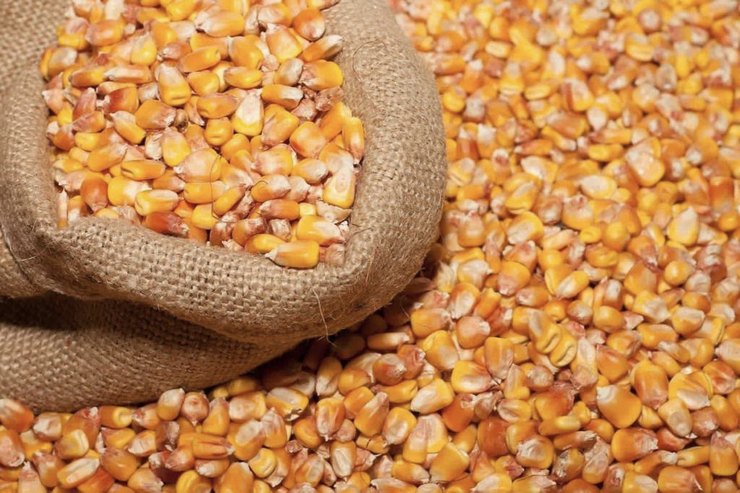 Yellow maize for animal feed